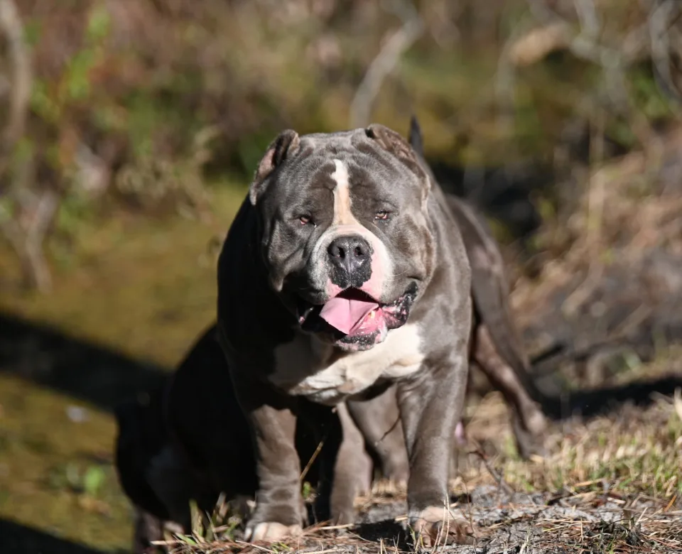 DEBO — moving shot, side profile