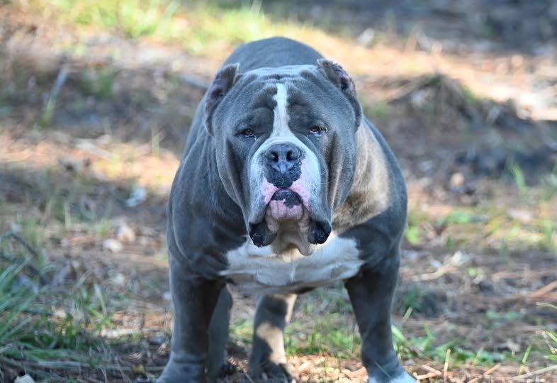 DEBO — moving shot, side profile
